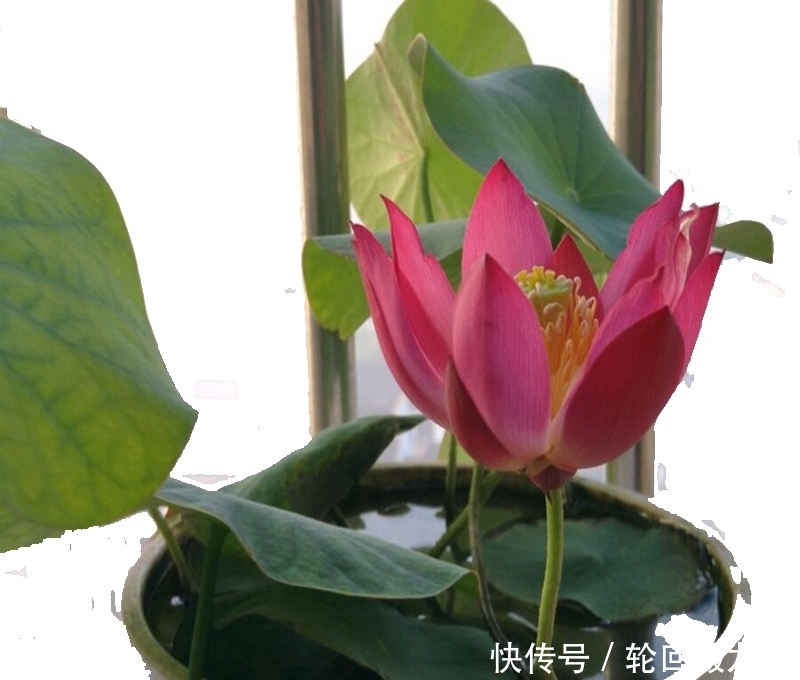 还傻傻用淘米水浇花?难怪浇一颗死一盆,教你一绝招养花轻松爆盆