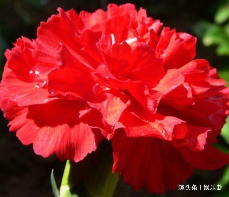 此花代表了爱与关怀，不求代价默默付出，永远值得歌颂