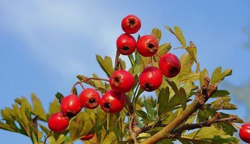 钙质也对胎儿|女性不愿老太快,可以多吃3种食物,补血养颜、好处多多