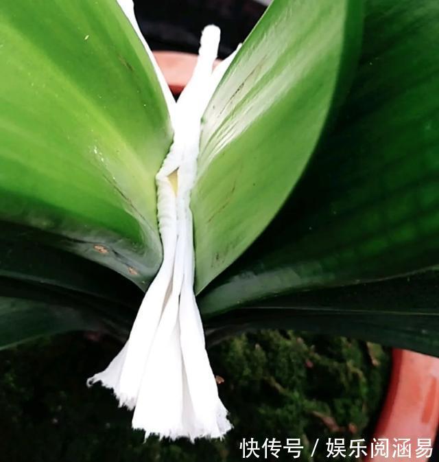 夏天|10种不能淋雨的花，淋完雨就死，盆栽养花注意事项