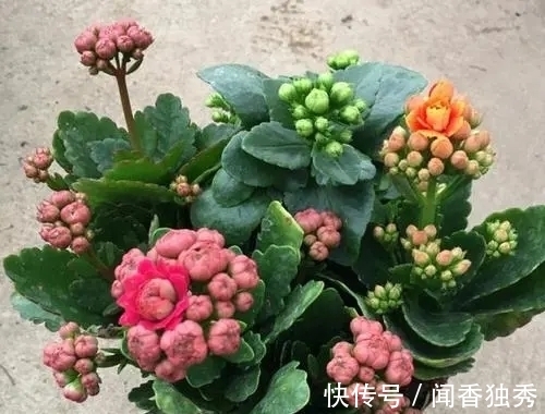 长寿花|长寿花“12月”不长花苞？赶紧狠心“虐一虐”