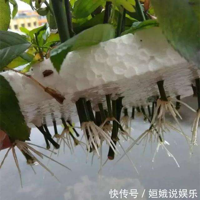 这种扦插神器你都扔了亏大了，赶紧捡回来！