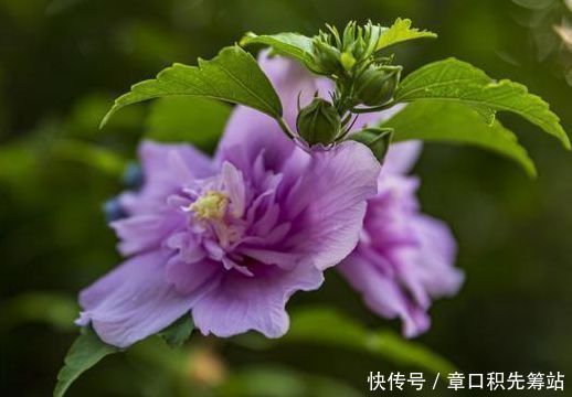 适合春天养的花,花色美轮美奂,花香四溢,开花勤爱爆盆