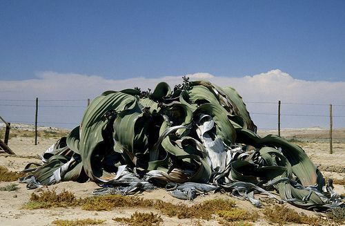 叶子最大的陆生植物,又叫“沙漠八爪鱼”,最老的一株已超两千岁