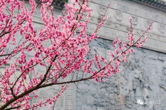 梅花、樱花、玉兰、二月兰……松江早春赏花图鉴来了