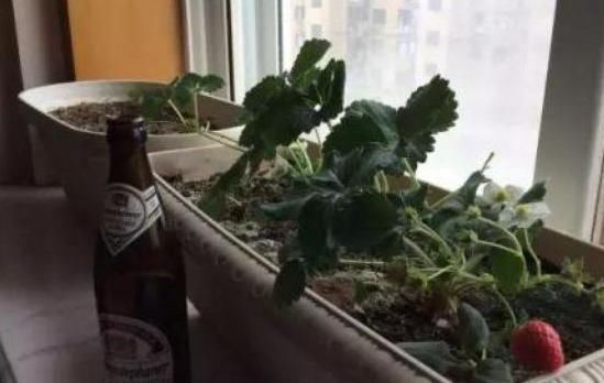 花卉|这种“溶液”比柳树枝、蚯蚓粪都强,每家都能做,浇一点就爆盆