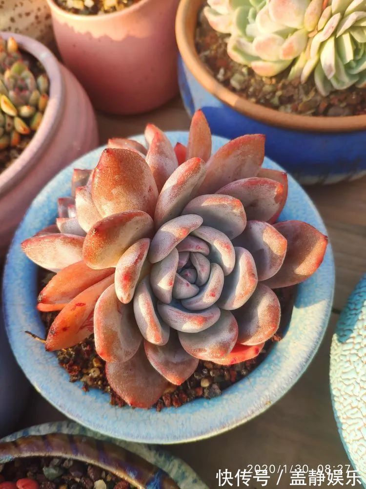 多肉是戒不掉的瘾！多肉小白入坑一年小记！