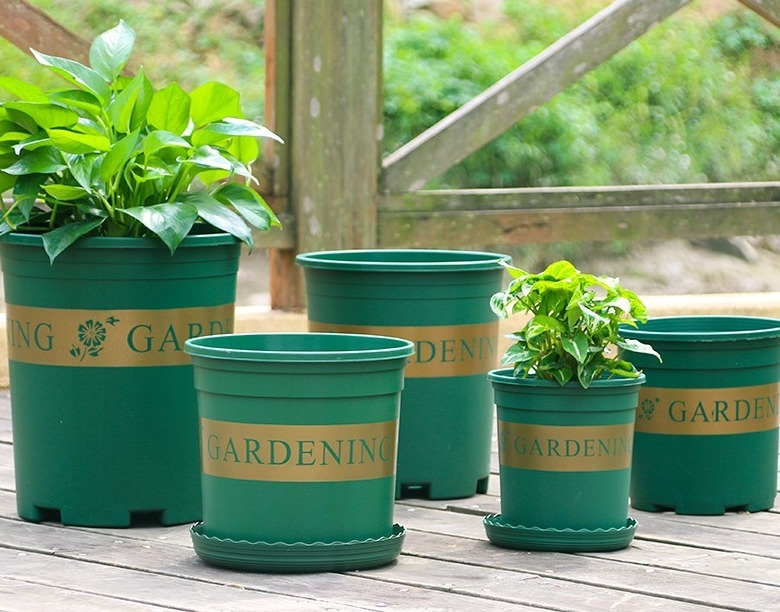 新手月季种植手册，修剪、病害防治等教程，种月季不再难