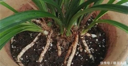 什么松针土、腐叶土都不如这种土，土壤疏松又肥沃，养啥都爆盆