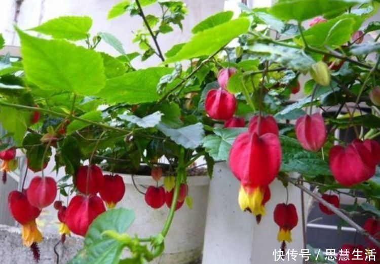 空气净化器|几种花适合现在养,比空气净化器效果好,空气清新、心情好!