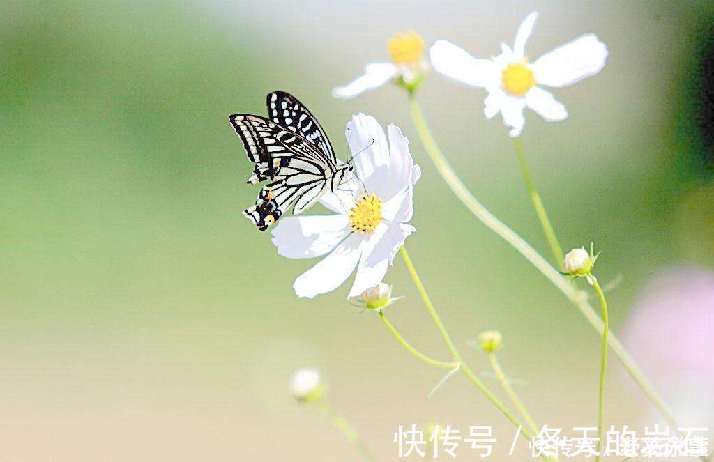 乱红!欧阳修最经典的一首词,开篇就是名句,李清照也赞不绝口