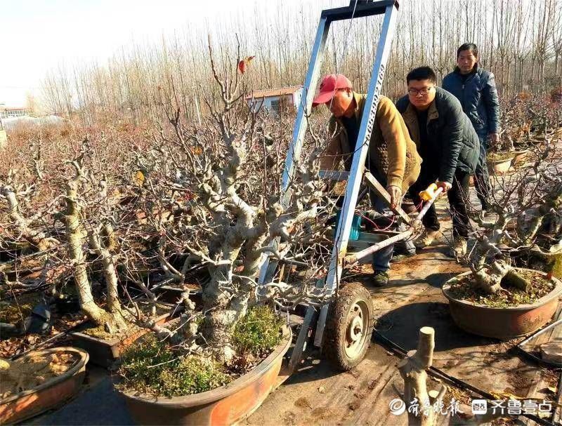 网络直|网络直播让玉峰盆景走俏市场