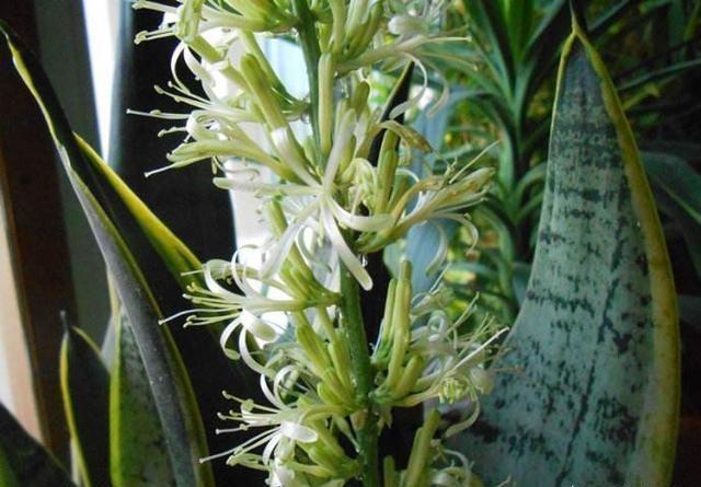 虎皮兰这样养，变成“大壮汉”，开花却“仙气十足”，结满相思豆