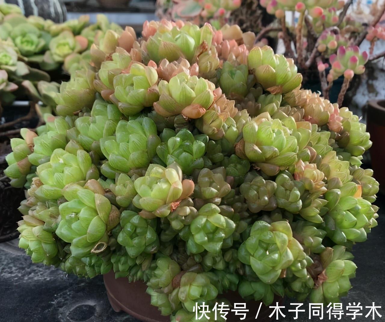 爆盆|玉露中不起眼的品种草玉露,被养成金黄色,看起来真是太美了