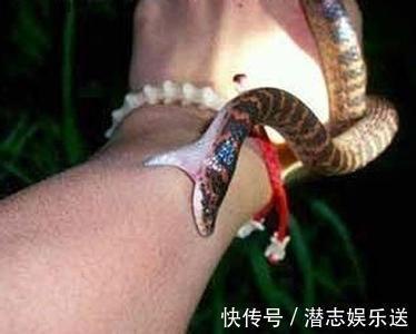 姜医生|深夜产房怀孕7个月,孕妇意外被蛇咬,蛇是从哪里跑进的家