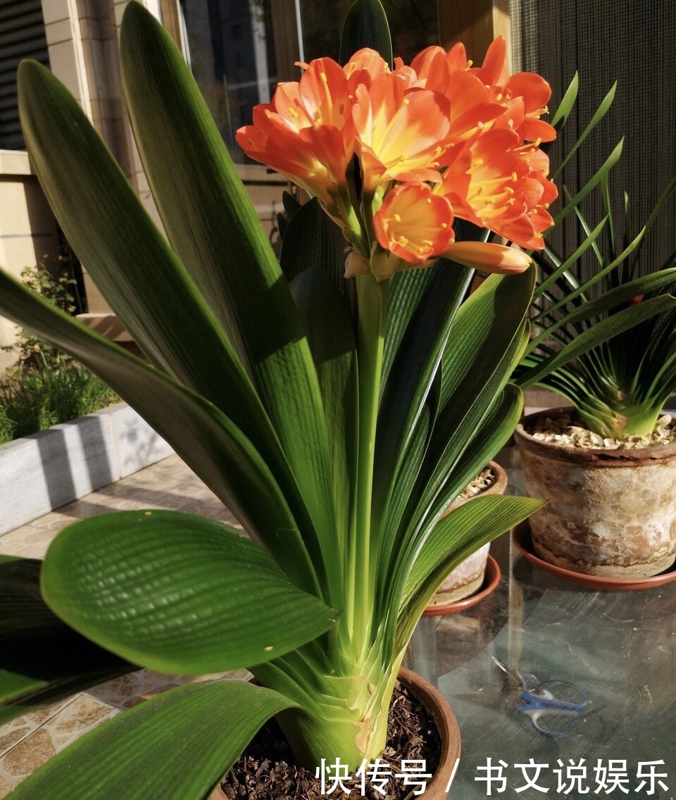 营养物质|家家都有的4种“生活垃圾”,不发酵垫盆底,都是养花“万能肥”