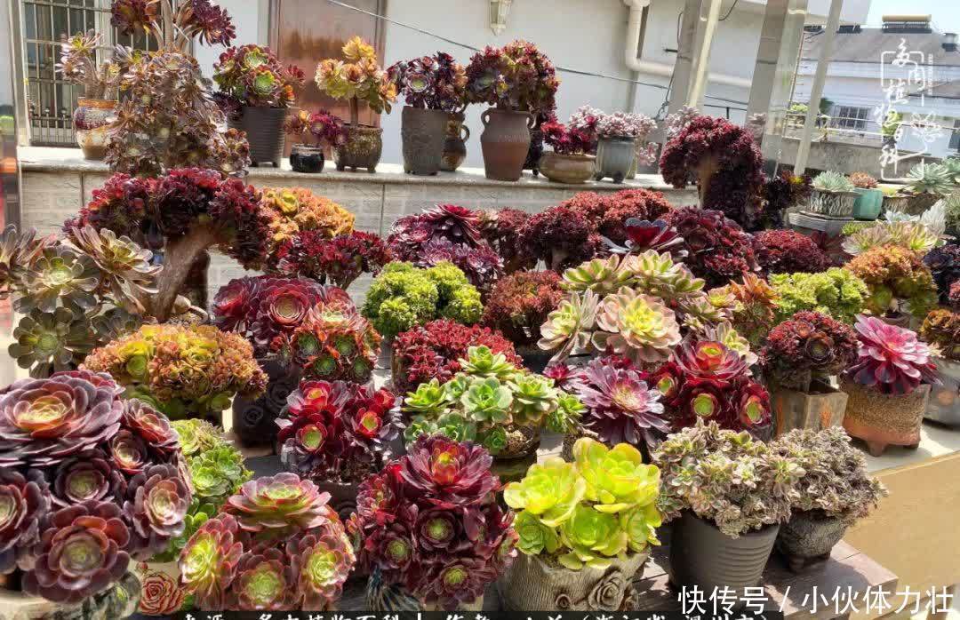 多肉|繁华落幕尽铅华,姹紫嫣红刹那,余生不长,因爱而芳华!