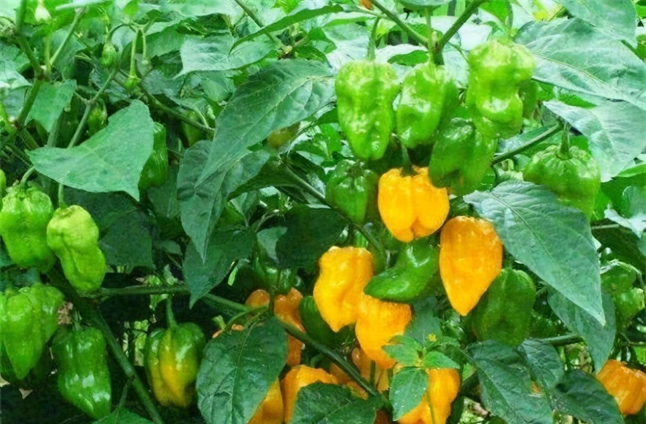 食物|冬季了，不妨多吃以下食物，促进食欲、美容养颜、健脑补脑