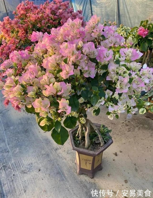 这五种花，就得富养，大肥大水大太阳，长得那叫一个旺