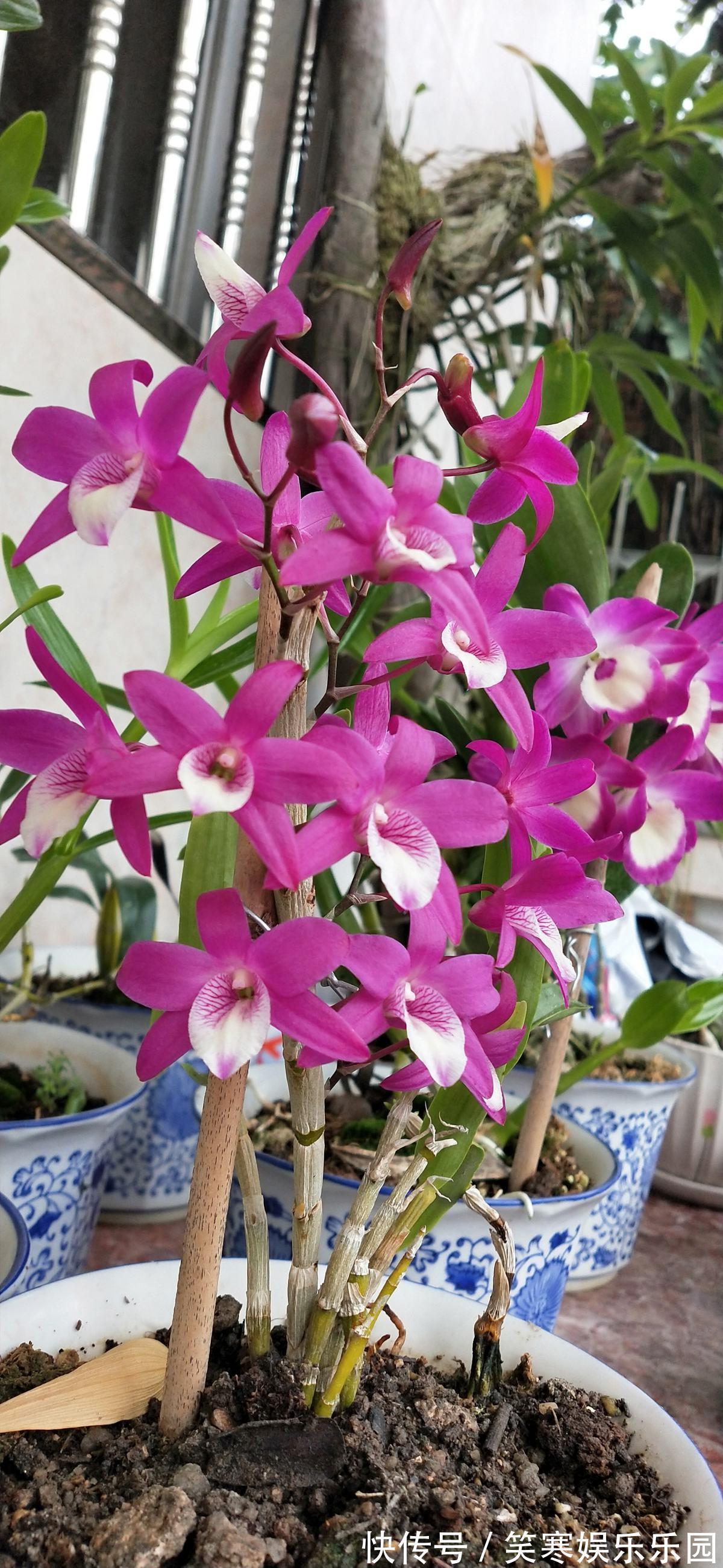 深山老林的美艳石斛,原来在家也能养,使劲洒水就猛长!