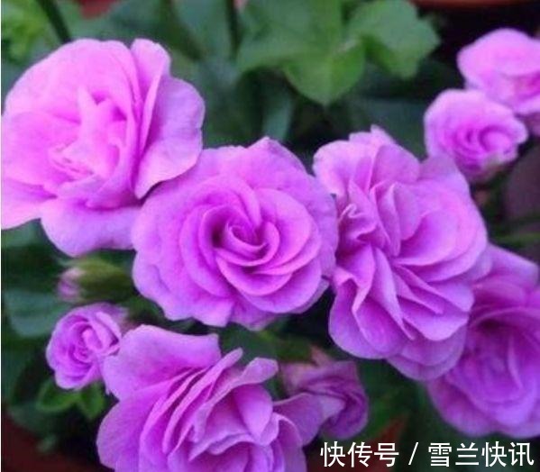 铁线莲铁线莲|这几款植物养在家里,花期长花量大,一盆千百朵,枝头花苞满