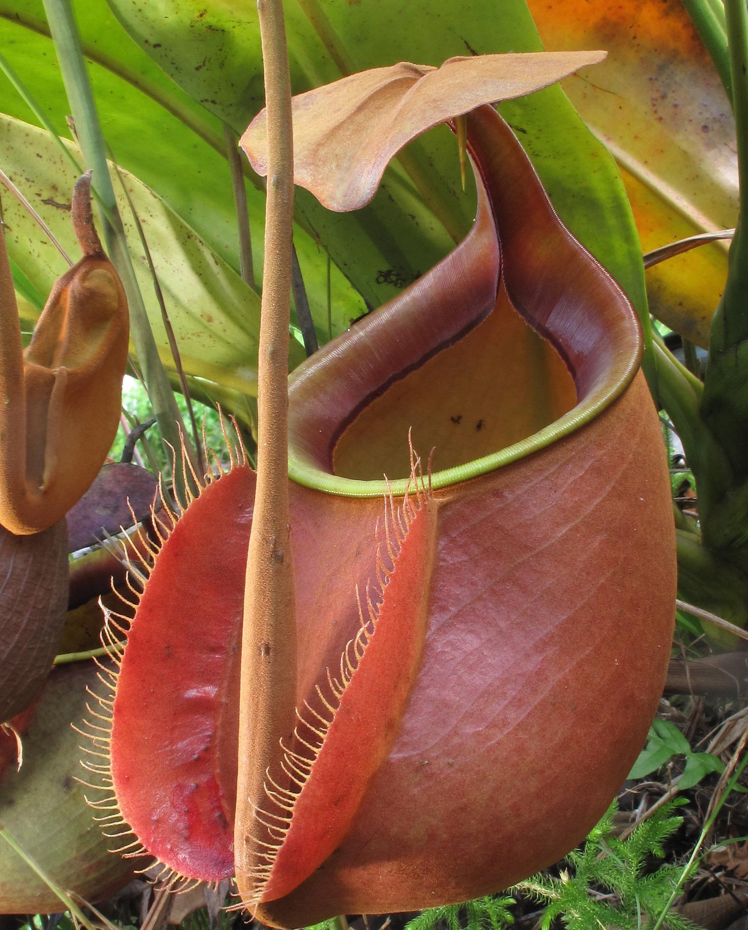 光照|喜阴的室内植物花卉有哪些