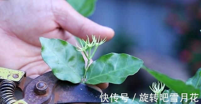 养茉莉花冬天如果不“剃平头”,开春后很可能养成“菜”