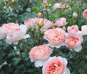 夏洛特夫人|推荐10种浓香月季,花量大花期长,新手也会养,值得拥有