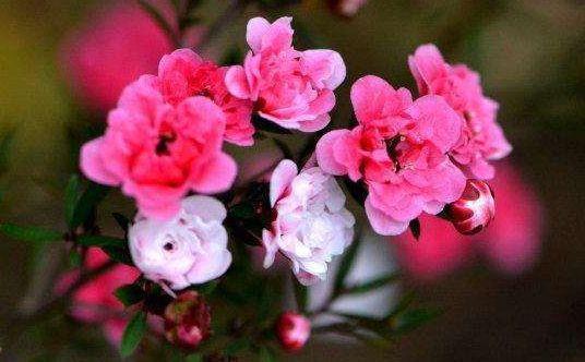 4种花超漂亮,花朵迷人,阵阵花香,花朵大