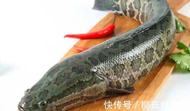 黄骨鱼|冬季7种鱼最肥美,肉质鲜嫩,营养健脑,孩子常吃记性好!