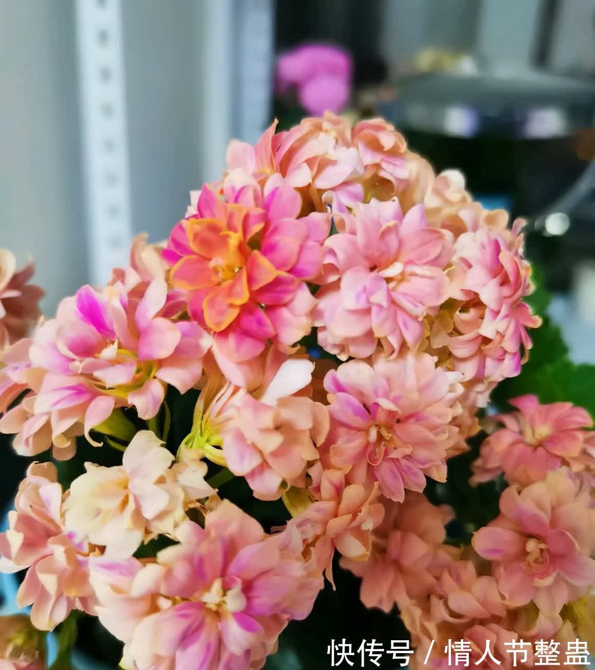 12种花，建议养一盆，不仅吸收废气，还有“旺财添福”的美好寓意