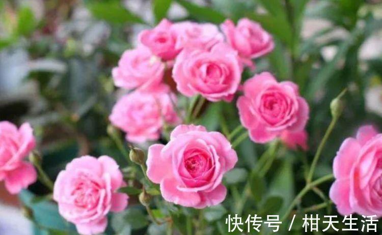 养花就养这几款,全年开花不停,花型圆滚惹人爱,值得拥有