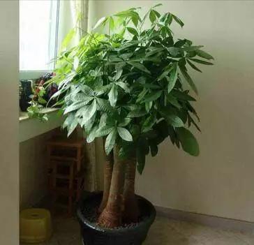 自制花肥太臭那就用点“它”,5天一小勺,绿萝长寿……都能用