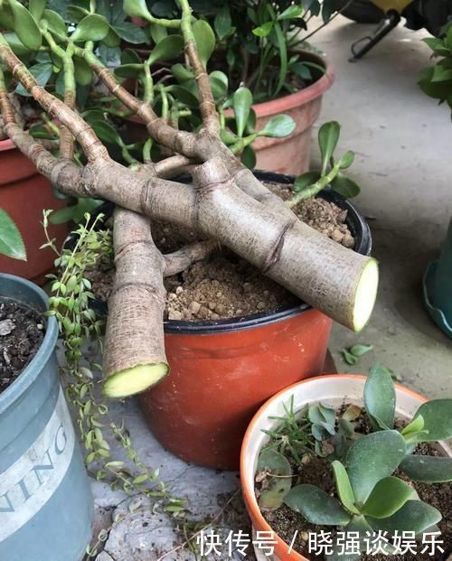 大腿|养了20年的玉树,杆子比大腿还粗,满树白花跟下雪了一样