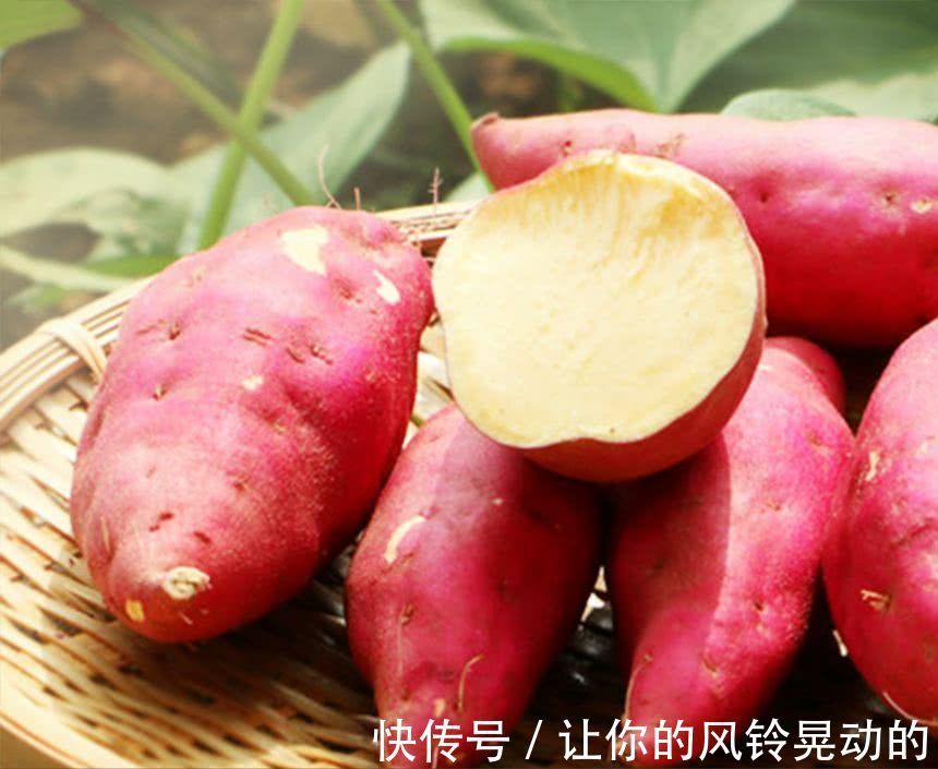 黑枸杞|经典的癌症食疗,每天吃一点,不再为身体病痛担忧