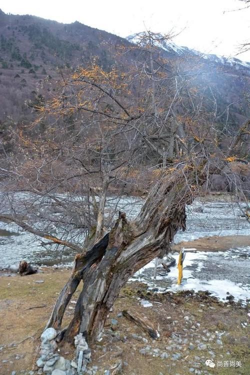 梅里雪山脚下的沙棘树