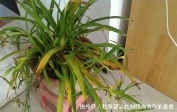 冬天养花“黄叶”怎么办?搞清楚“4个”原因,您的问题就能解决