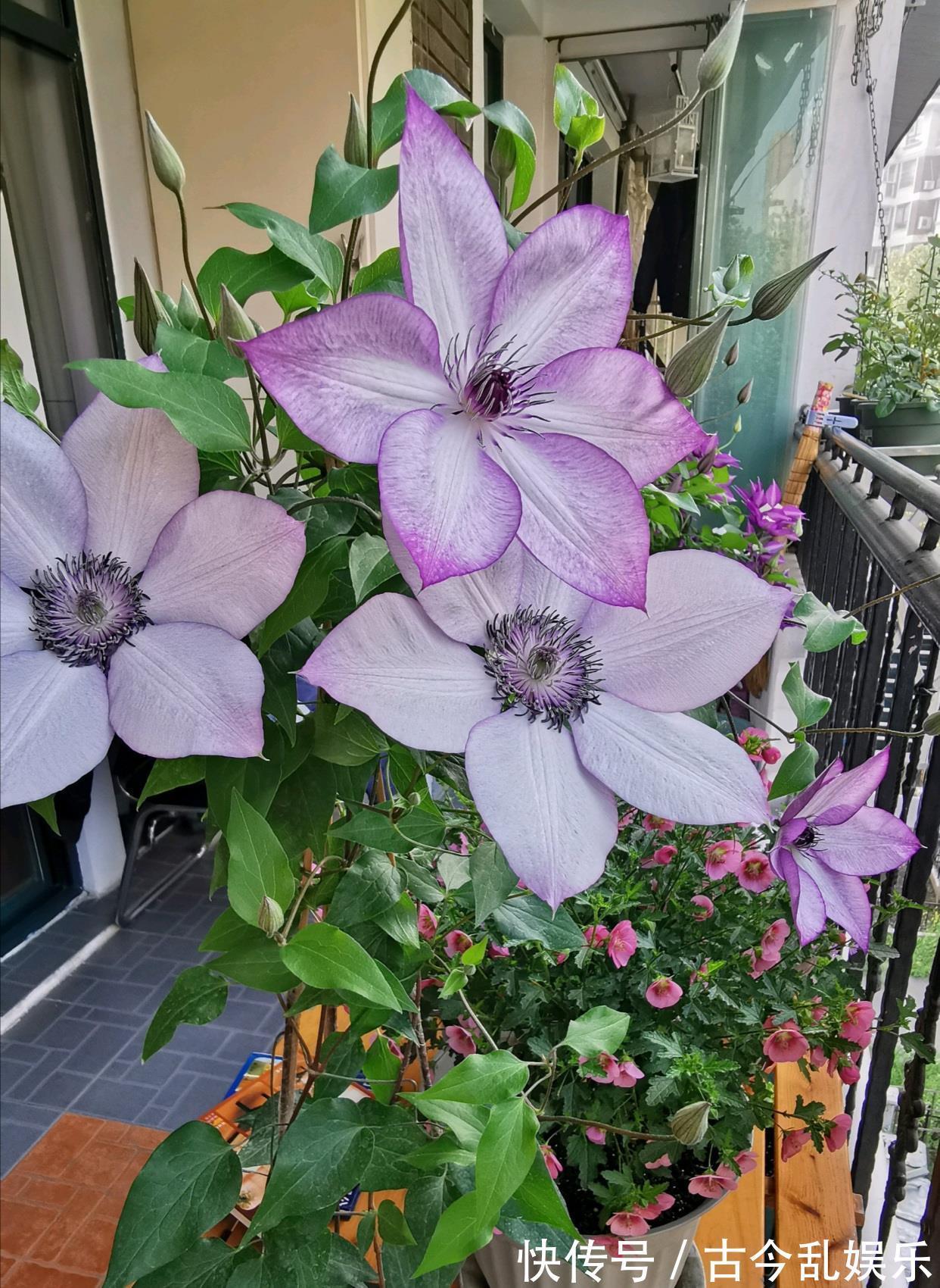 颜值|阳台还有位置，养棵“美好回忆”吧，颜值高，花期长，新手也能养