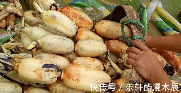 凉拌藕片|做凉拌莲藕焯水时多加一个料，莲藕不发黑，片片白净，更加脆爽