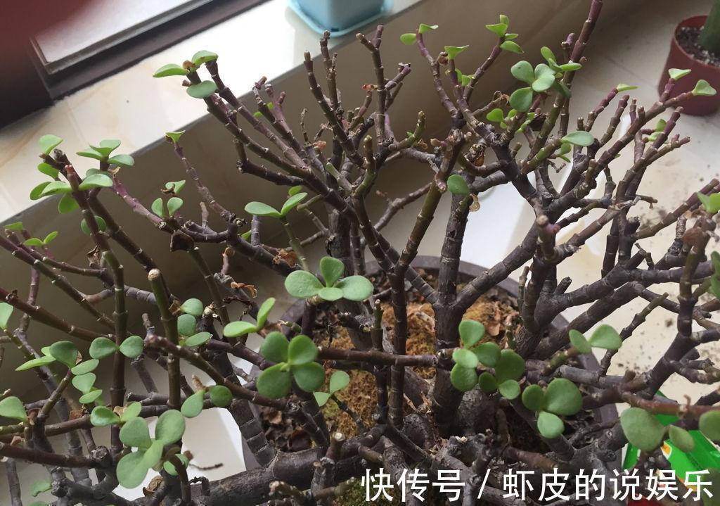 冬天养7种花,“干养”才能活,多灌一杯水,枯萎死翘翘