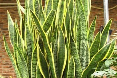 如何让虎皮兰不断长侧芽？