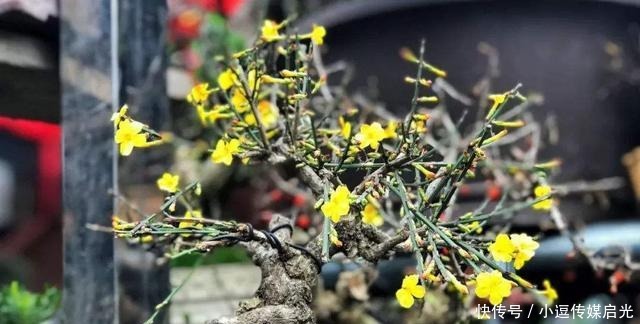 样就可以|盆景分“大小”,这6种盆景越“小”越值钱,有果子价值翻倍!