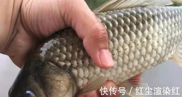 钓鱼圈|大板鲫还不知道怎么钓？记住这三招就够用了
