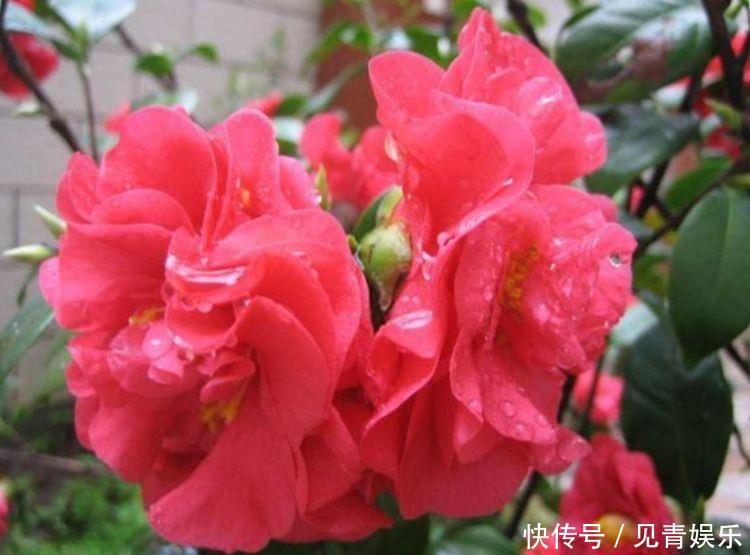 婀娜多姿|几款花卉花期长易打理,婀娜多姿,漂亮高贵优雅,对待新手很友好