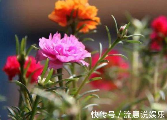 养护|以下10种全年都能开花的室内盆栽，超好养护又容易爆盆！