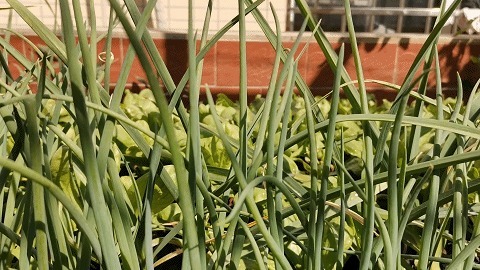 夏天最好吃的肉菜!清爽又开胃,一点不油腻,卷一下就能成!