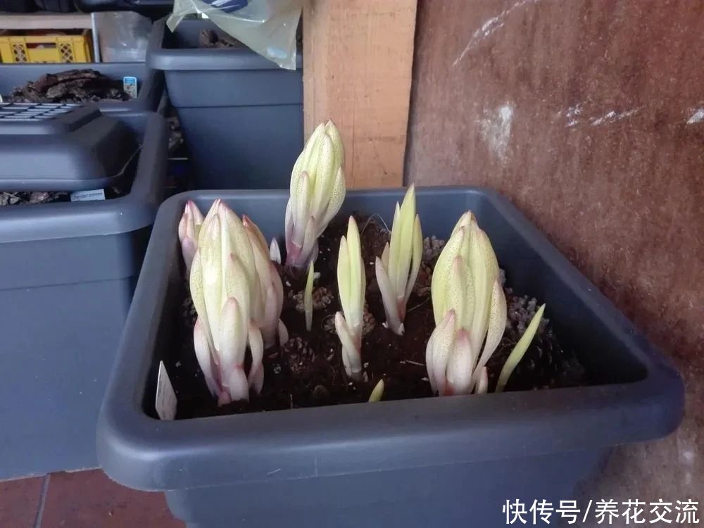  盆栽|冬天室内养盆栽百合，花朵开败叶子不剪，给肥给阳光，春暖就开花