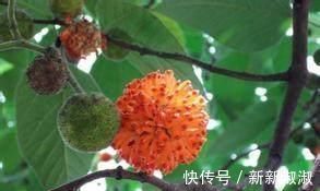 褚实子|骨质增生必看!一个非常强大快要失传的方子,2味药治好5年足跟痛