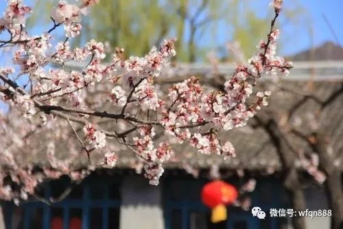 古今词话@古代最大胆的一首诗，女子对少年一见钟情：即使被抛弃，我也不后悔