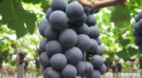 肌肤|女性养生推荐常吃3种食物，补血润肤，排毒养颜，皮肤光滑有弹性